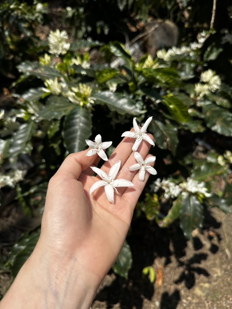 Rama de café con cereza madura